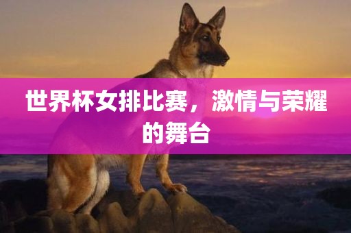 世界杯女排比赛，激情与荣耀的舞台