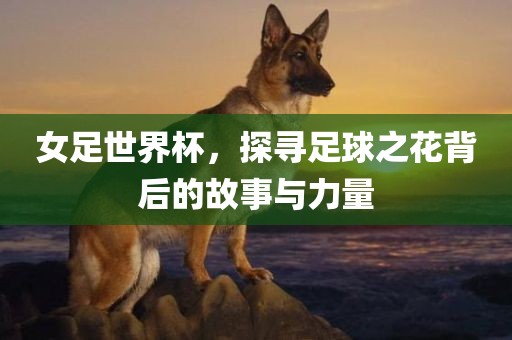 女足世界杯，探寻足球之花背后的故事与力量