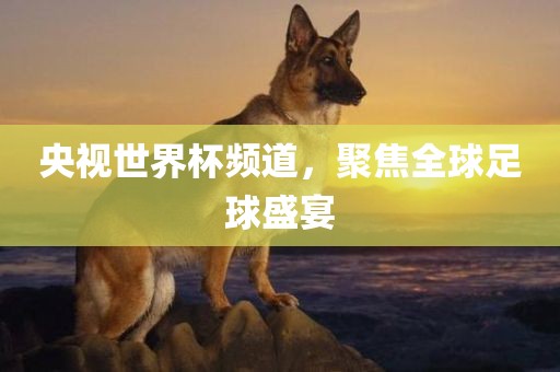 央视世界杯频道，聚焦全球足球盛宴眉山市正发家政服务有限公司